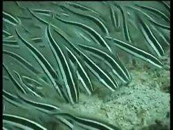 Juvenile Stripy Catfish feeding on reef, Derawan, Celebes Sea, Indonesia Stock Footage