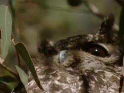MS Shot of Spotted eagle-owl perched in tree observing surroundings / Namaqualand, Northern Cape, South Africa Stock Footage