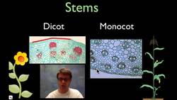 Plant Nutrition and Transport Instructional Video