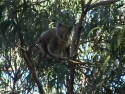 Koala climbing in  a gum tree Stock Footage