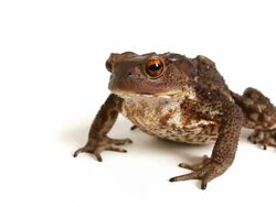 Amphibian Zoom Out Video Stock Footage