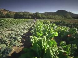 MS POV Woman picking lettuce on organic farm / Langlois, Oregon, United States Stock Footage