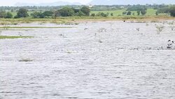 Huge flock of brid flying over the lake Stock Footage