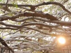 The Great Banyan Tree Forest Stock Footage