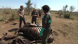 Prince Harry Visits Kruger National Park News Clip