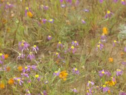 MS Shot of Various and colorful wild spring flowers of Namaqualand / Namaqualand, Northern Cape, South Africa Stock Footage