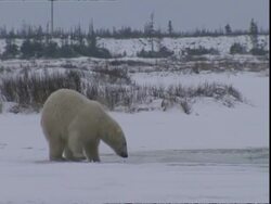 Polar bear (Ursus maritimus) following bear beneath ice Stock Footage