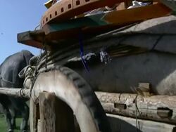 MS PAN TD TU Man pulling yak that is attached to cart load / Central-south Mongolia, Mongolia Stock Footage