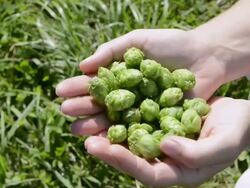 MS Hop cones in farmers hand for quality check / Mainburg, Bavaria, Germany Stock Footage
