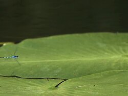 MS SLO MO Blue Tailed Damselfly, ischnura elegans,Taking off from Water Lilly Leaf in pond / Vieux Pont, Normandy, France Stock Footage