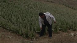Peruvians use resourceful way to collect water News Clip