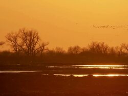 WS View of Sunset over winter trees and marshland Flocks of Sandhill Cranes Grus canadensis flying throughÃ‚Â  / Kearney, Nebraska, United States Stock Footage