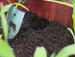Planting Corn V.3 (HD) Stock Footage