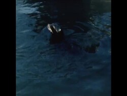 SYND 14-01-70 SEALS ENJOY NEW YORK CITY WEATHER News Clip