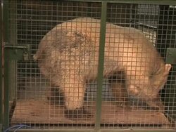 Walker the polar bear Stock Footage