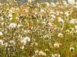 white grass flower in garden Stock Footage