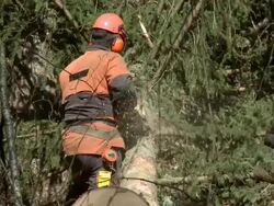 HD: Lumberjack at work in forest Stock Footage