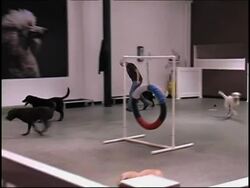 Luxury dog hotel and organic food for LA pets News Clip