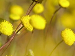 MS R/F Shot of Yellow round buttons or daisy centers moving in breeze / Namaqualand, Northern Cape, South Africa Stock Footage