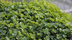 Top view panning: Centella asiatica leaves Stock Footage