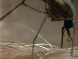 Anopheles Mosquito, BCU feeding on human arm, inserts proboscis into skin Stock Footage