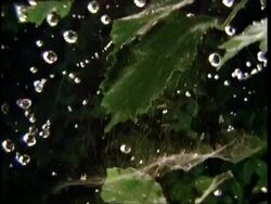 High Speed - Rain drops falling on spider's cobweb Stock Footage