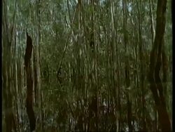 Tracking through flooded forest, Amazon, South America Stock Footage