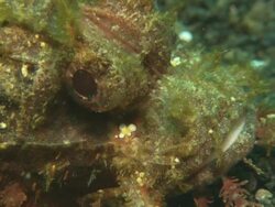 Scorpion fish, on gravel bottom with prey fish, close up. Indonesia  Stock Footage