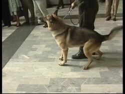 COLOMBIA: DRUG TRAFFICKING &amp; SNIFFER DOGS News Clip