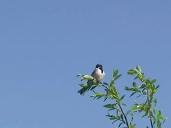 Reed Bunting Bird on the Calling Treetop Stock Footage