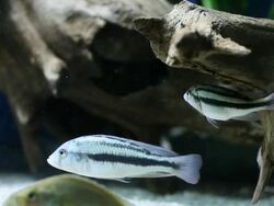 CU Shot of Fish swimming / Toronto, Ontario, Canada  Stock Footage