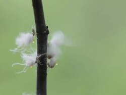 CU Colonly of Woolly Aphids are swaying back and forth on  branch / Kitchener, Ontario, Canada    Stock Footage