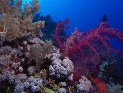 Pink sea plant, night dive with lights, fish silhouettes. Egypt, Red Sea  Stock Footage