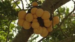 Fungus clusters cling to a branch which is blown by the wind. Stock Footage