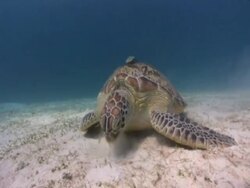 Green turtle (Chelonia mydas) eating sea grass, blowing sand out of nose, remora fish on back, House reef, Dimakya Island, Coron, The Philippines Stock Footage