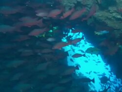 Cave, Snappers (Mullet, Gold, Blue and Gold), Costa Rica, Pacific Ocean  Stock Footage