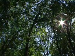 Green leaves with sunlight Stock Footage