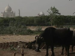 WS Cows grazing in field, Taj Mahal in background / Agra, India Stock Footage