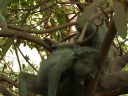 Baboon (Papio sp.) combing each other, Lake Manyara, Tanzania Stock Footage