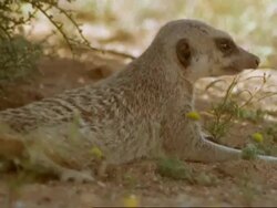 Meerkat (Suricata suricatta) resting in shade of bush, Namaqualand, South Africa Stock Footage