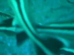 Internals fish farm, underwater, Bahamas  Stock Footage