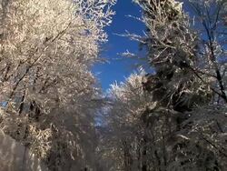 HD: Forest in winter Stock Footage