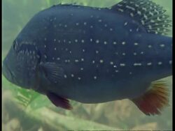 CU Underwater view of Fish, South America Stock Footage