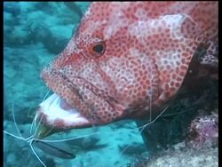 CU Cleaner Shrimps cleaning Tomato Grouper, Mabul, Borneo, Malaysia Stock Footage