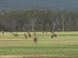 Nature - Kangaroo Group Stock Footage