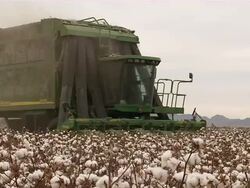 MWS Cotton Harvester moves through cotton field picking crop.  Stock Footage