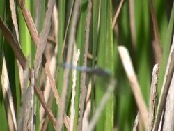 Dragon in the Grass Stock Footage