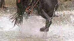 SLO MO TD Horses crossing a river Stock Footage