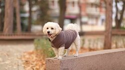 Dog outdoors,jumping Stock Footage