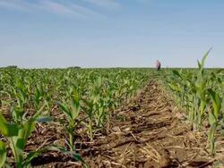 WS DS Farmer Walking On The Field Stock Footage